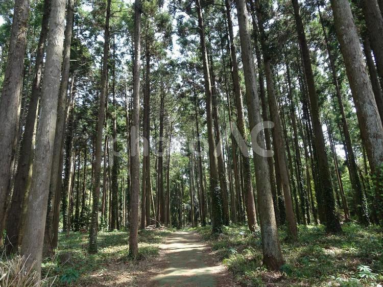 ヒノキ林の小径-6 ヒノキ林,小径,散策の写真素材
