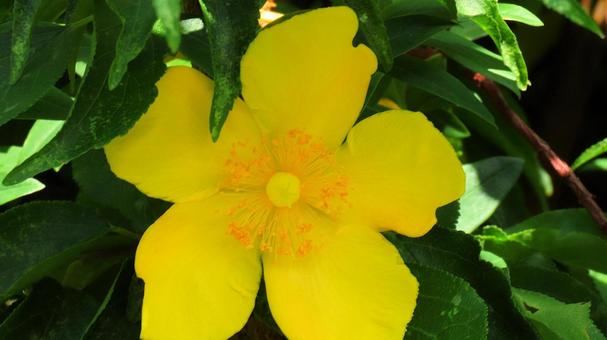 Bright yellow goldenrod flowers during the rainy season, JPG Bright yellow goldenrod flowers during the rainy season, JPG