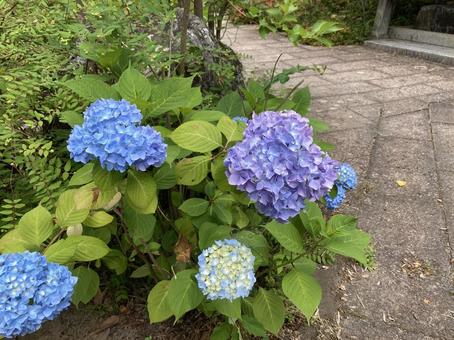 Hydrangea (blue), JPG