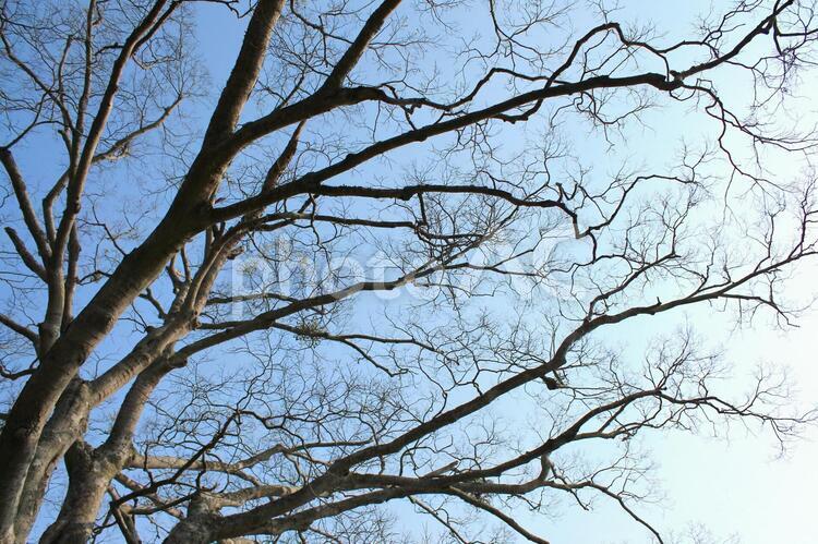 木を見上げる3 木,枝,樹木の写真素材