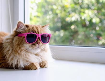 ピンク色の眼鏡と猫 ピンク色の眼鏡と猫の写真