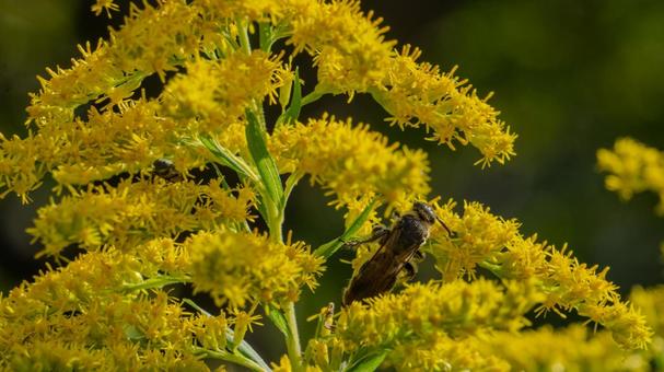 蜂と黄色い花、セイタカアワダチソウ 虫,蜂,昆虫の写真素材