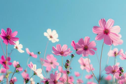 秋の自然を彩る満開のコスモスの写真 秋の自然を彩る満開のコスモスの写真 コスモス,花畑,ピンクの写真素材
