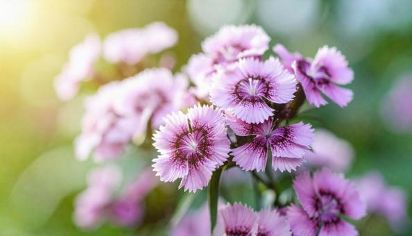 秋の花　ナデシコの写真