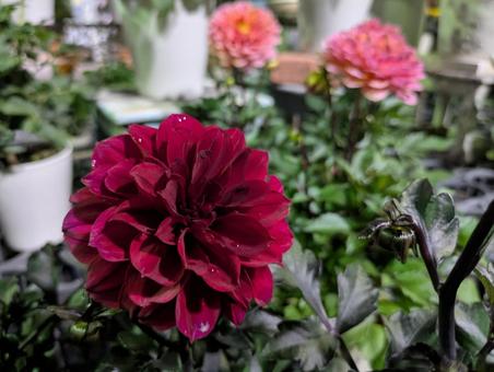 ダリア ダリアの写真