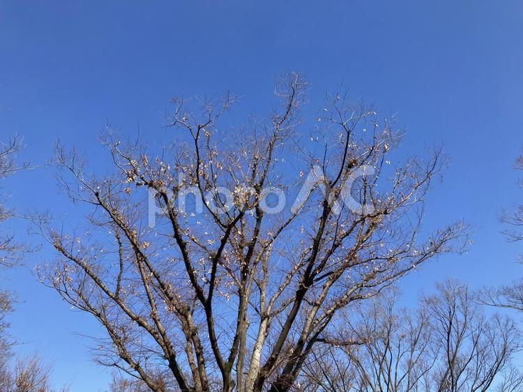 春を待つ樹木と青空 春を待つ,樹木,青空の写真素材