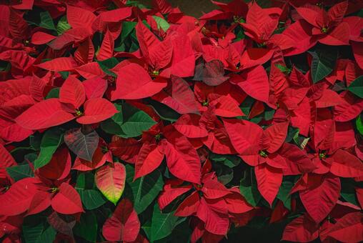 ポインセチア ポインセチア,クリスマス,赤の写真素材