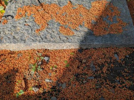 金木犀の跡 金木犀,花,秋の写真素材