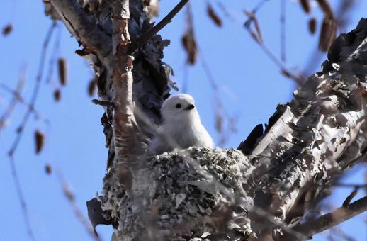 シマエナガ シマエナガ 北海道,かわいい,もふもふの写真素材