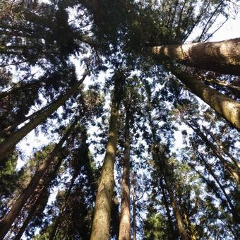 山の林の中で見上げた木々からの木漏れ日 山の林の中で見上げた木々からの木漏れ日の写真