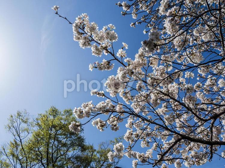 ピンクの桜と緑の葉の共演 ピンク,桜,緑の写真素材