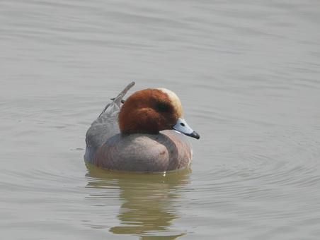 A swimming Wigeon seen from slightly in front, JPG A swimming Wigeon seen from slightly in front, JPG