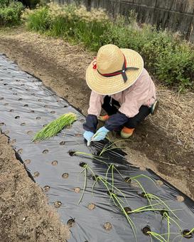 玉ねぎの苗植え 玉ねぎ,苗,植えるの写真素材