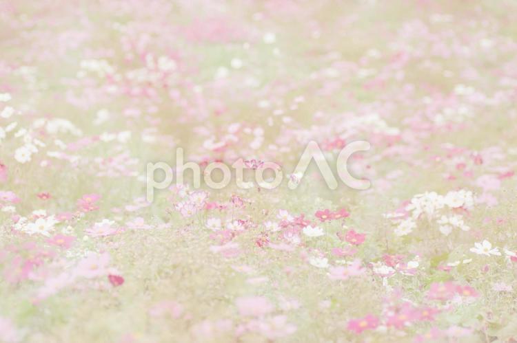 秋桜畑　秋 秋桜,花,秋の写真素材