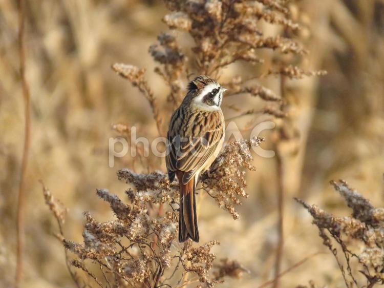 枝に留まるホオジロのオス ホオジロ,ほおじろ,頬白の写真素材