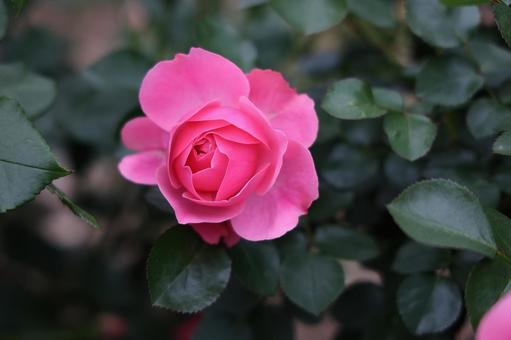 濃いピンクのバラのクローズアップ 薔薇,ローズ,ピンクの写真素材