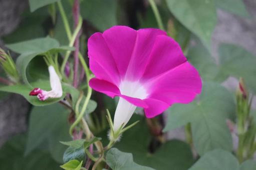 濃いピンクの花びらの朝顔の花のアップ 濃いピンクの花びらの朝顔の花のアップの写真