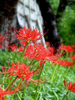 郊外の植え込みに群生するヒガンバナ ヒガンバナ,花,植物の写真素材