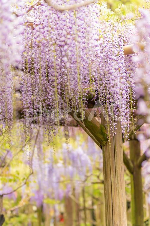 奈良　春日大社の藤の花11 藤,藤の花,ふじの写真素材