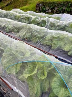 畑で育つ白菜 野菜,白菜,はたの写真素材