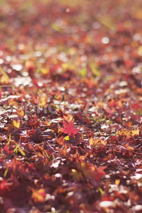 背景　もみじ　紅葉　縦構図 秋,もみじ,背景の写真素材