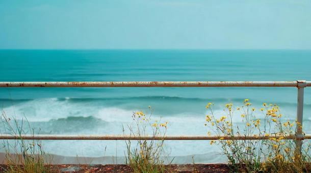 海と手すりと黄色い花・日本の海岸・海辺 海と手すりと黄色い花・日本の海岸・海辺の写真