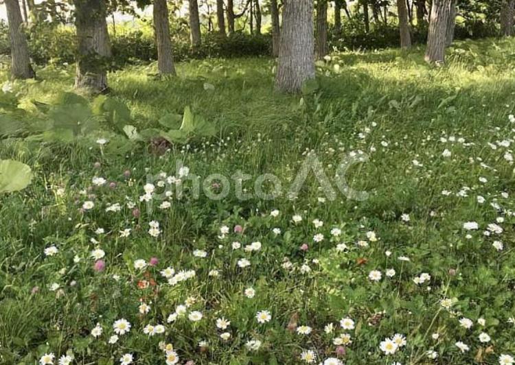 自然の花畑　森林 花,自然,森林の写真素材