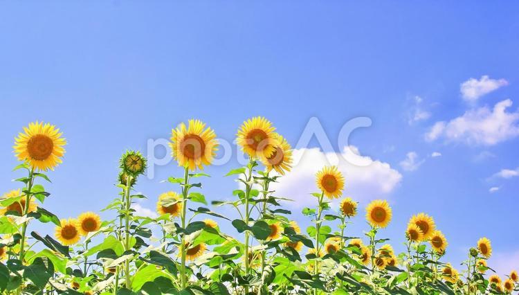 ひまわり畑と青空 ひまわり,花,空の写真素材