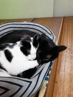 仲良し二匹のおひるね 猫,仲良し,べったりの写真素材