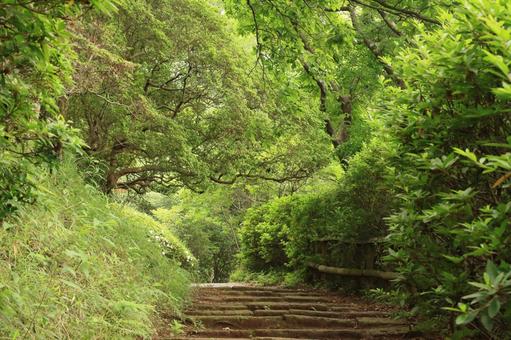 林道 林道の写真