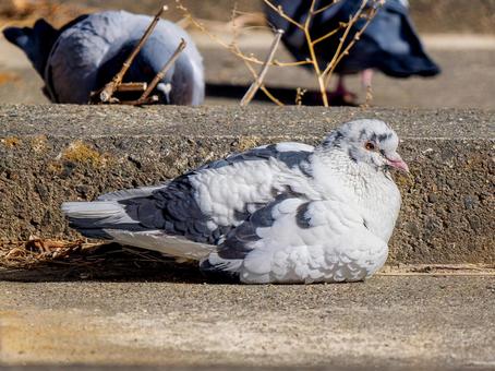 地面で寝るドバト 地面で寝るドバト ドバト,カワラバト,動物の写真素材