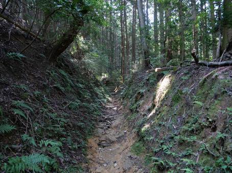 高野山 町石道 高野山 町石道の写真