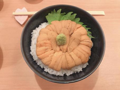 ウニ丼 ウニ丼 ウニ丼,ウニ,雲丹の写真素材
