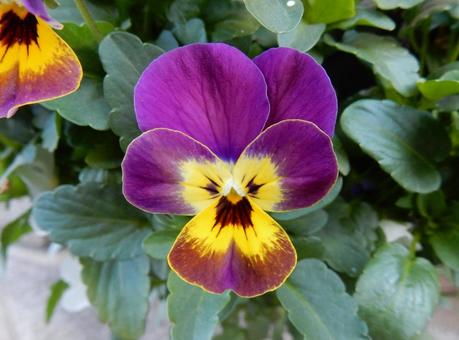 【花の写真】ピオラ ビオラ,三色菫,植物の写真素材