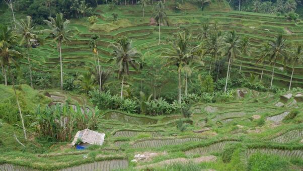 バリ島のライステラス バリ,バリ島,インドネシアの写真素材
