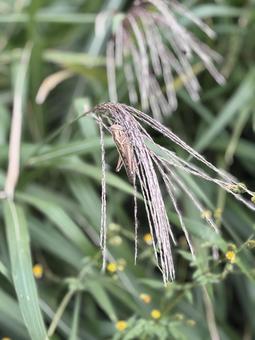 バッタ バッタの写真