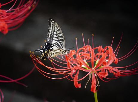 ヒガンバナとアゲハ アゲハ,ナミアゲハ,チョウの写真素材