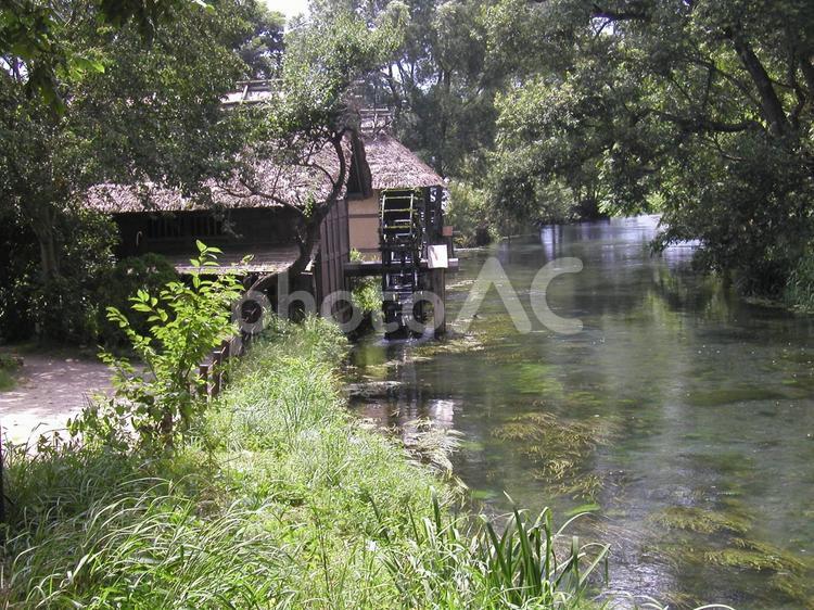 長野　大王わさび農場 長野県,安曇野市,大王わさび農場の写真素材
