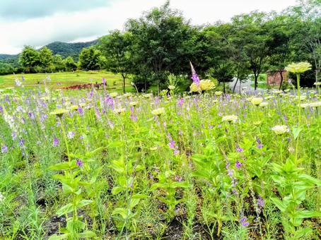 Wildflowers of grassland, floral, outdoors, there are not many people, JPG