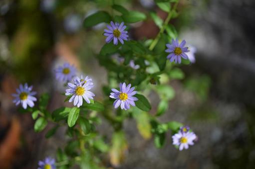 ノコンギク ノコンギク,秋の花,花の写真素材