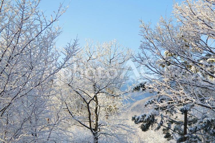 晴れた空と樹氷 冬,雪空,樹氷の写真素材