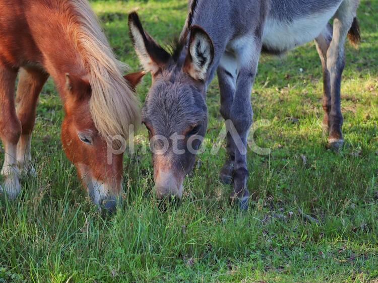ふたりでお食事 馬,牧草,草の写真素材