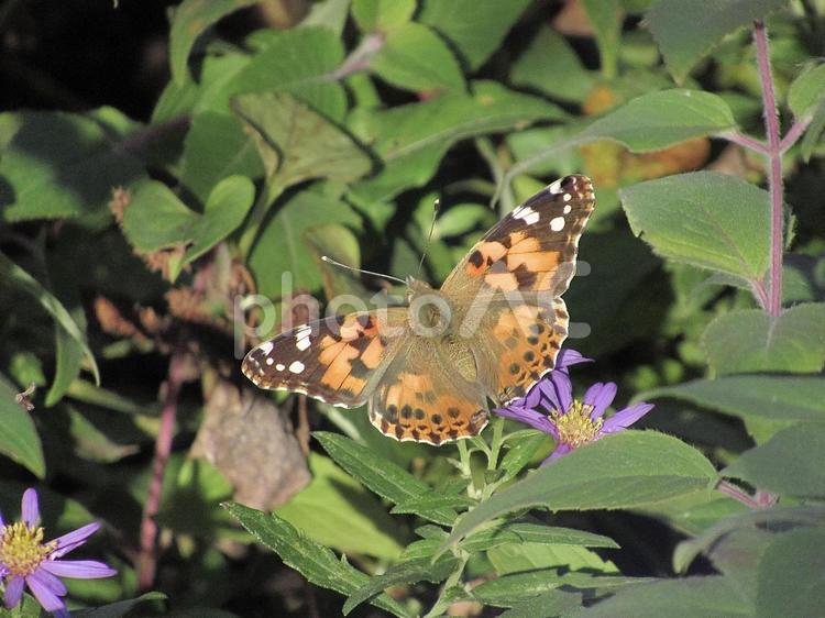 紫色の花にとまるヒメアカタテハ ヒメアカタテハ,蝶,チョウの写真素材