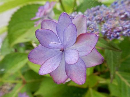 [Flower photo] Hydrangea flower, JPG