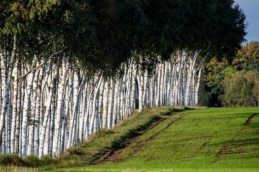 午後の日差しに白く輝く連なる白樺並木の写真