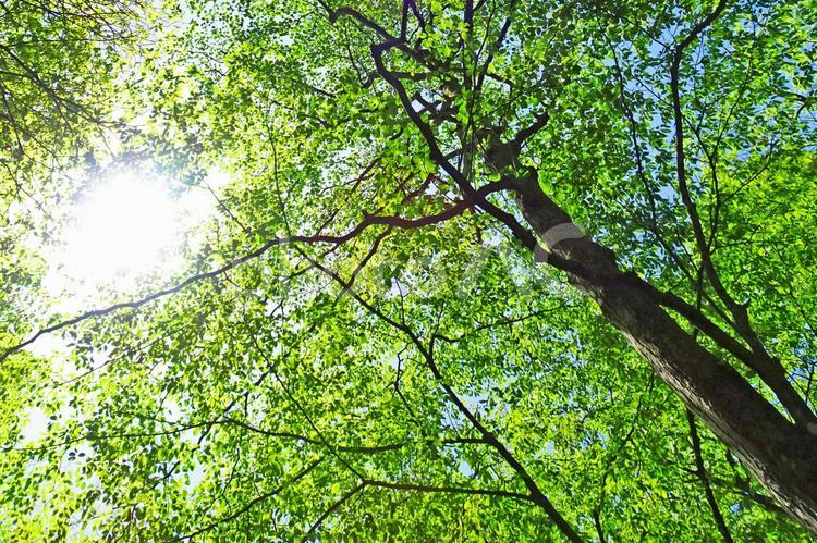 樹木と空 新緑,木漏れ日,青空の写真素材
