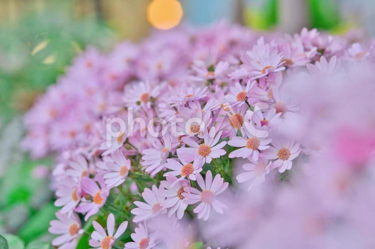 柔らかなピンクの花畑に包まれて⑥ 花,ピンクの花,満開の写真素材
