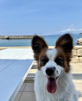 海と空が映える犬 海と空が映える犬の写真