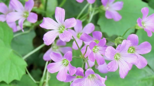 鮮やかなピンク色のムラサキカタバミの花 ムラサキカタバミ,花,キキョウカタバミの写真素材
