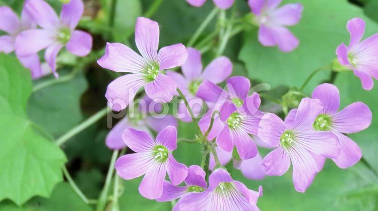 鮮やかなピンク色のムラサキカタバミの花 ムラサキカタバミ,花,キキョウカタバミの写真素材